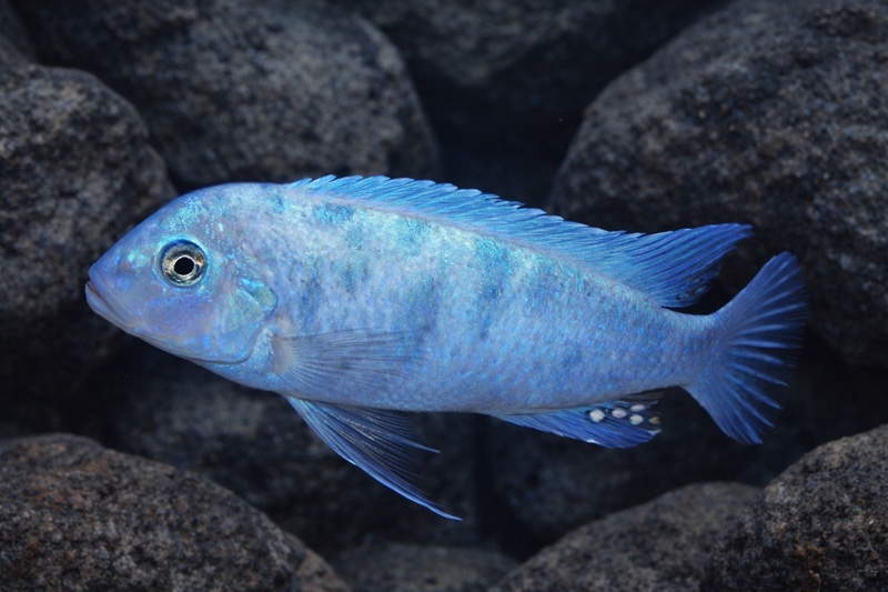 Maylandia callainos 'Nkhata Bay'